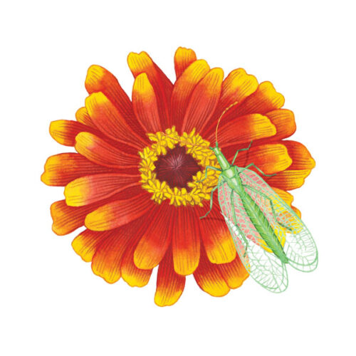 About Lacewing Flies: How to Attract Lacewings to Your Garden